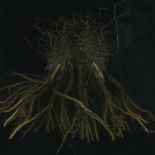 Bruckmueller_Thymus-vulgaris°Fetisch_2019_Foto-scan_ 24°5x33x6cm_3k4.JPG